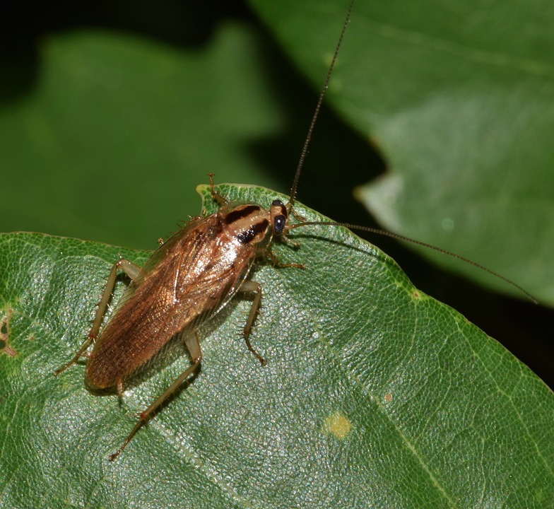 German Cockroach